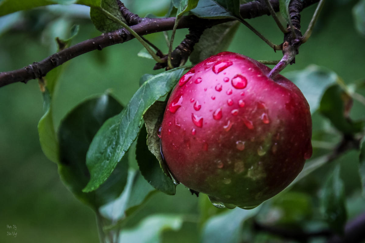 apple on tree