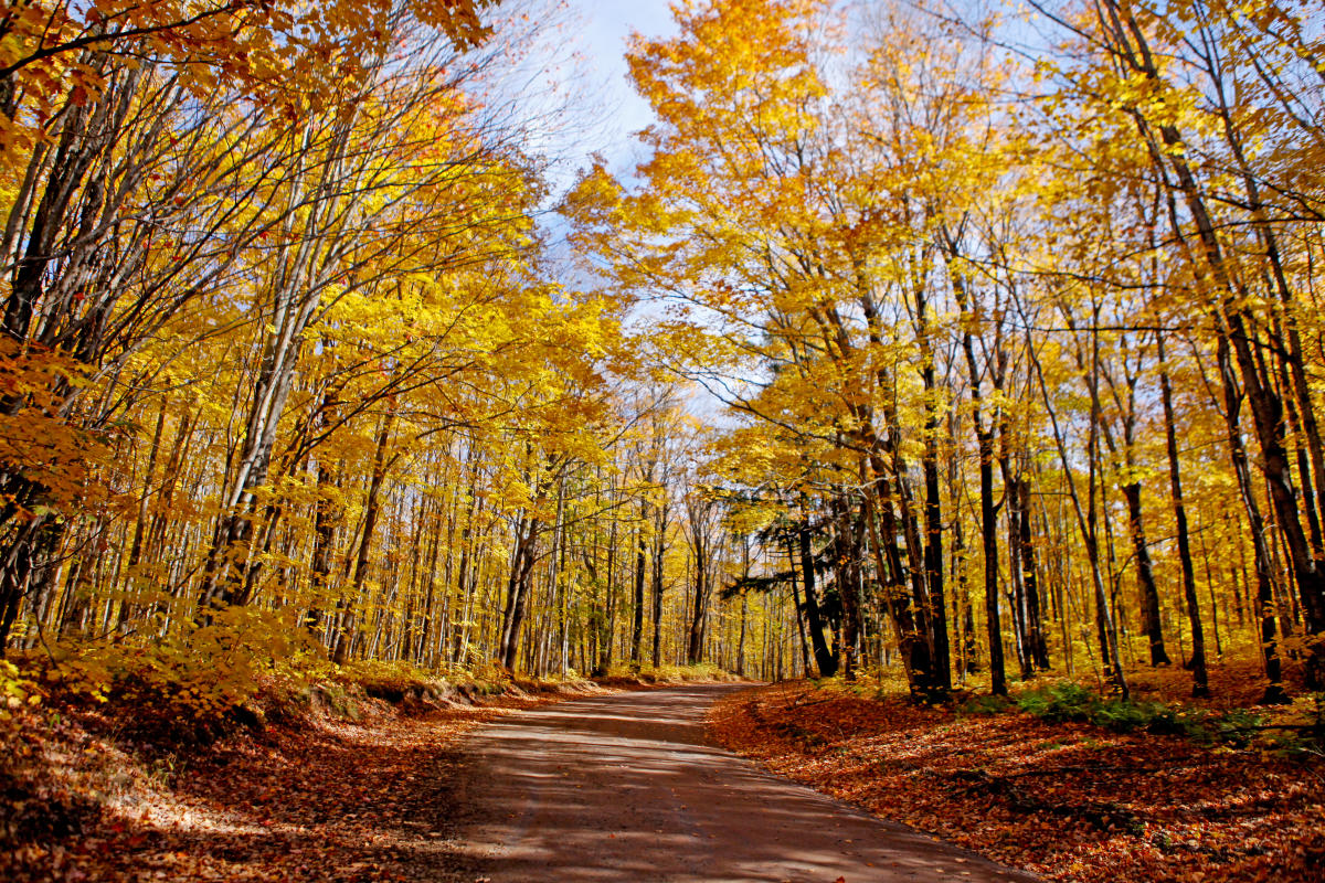 Yellow trees and fallen leaves on Covered Drive.