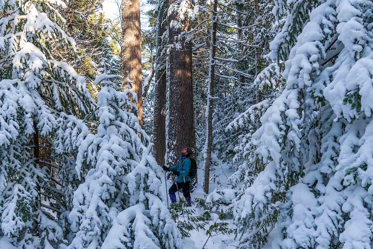 Man looking up at snow covered trees