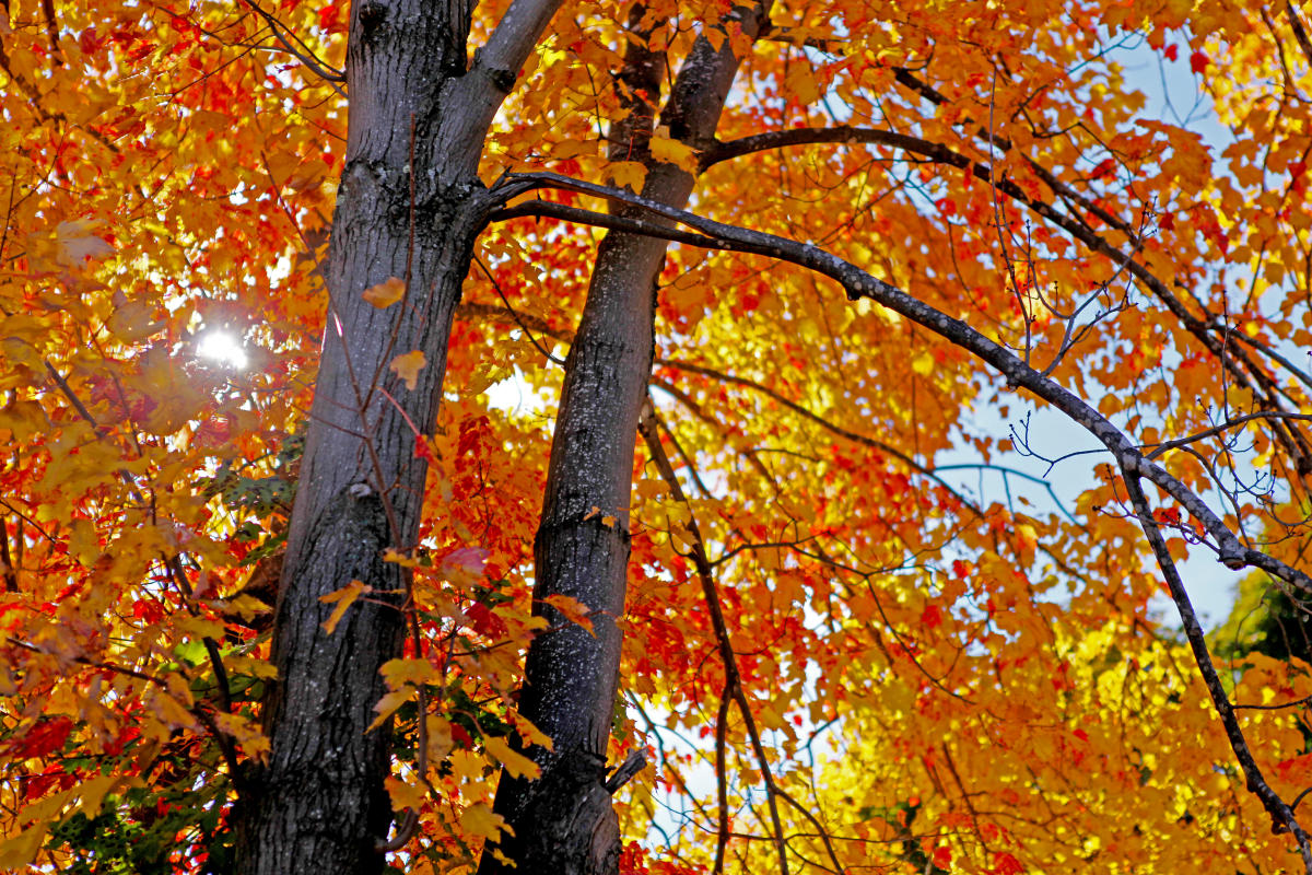 Orange and yellow fall foliage