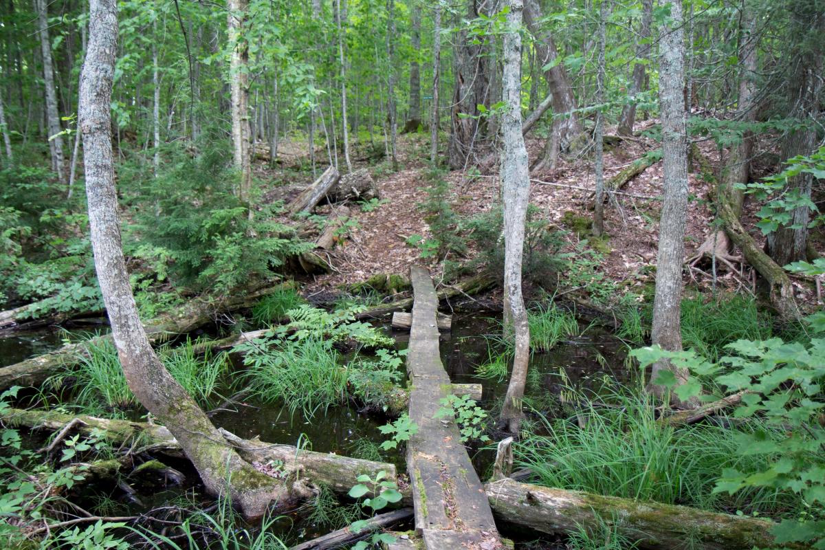 a wooden plank lays across a marshy area connecting the path in a nature area