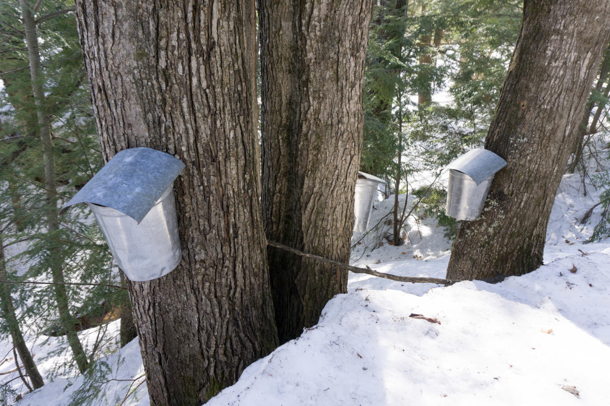 Metal buckets hang from trees to collect sap.