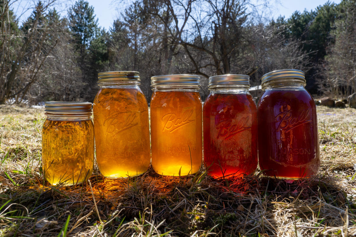 Mason jars of maple syrup lined up show how the color of the syrup changes throughout the season.