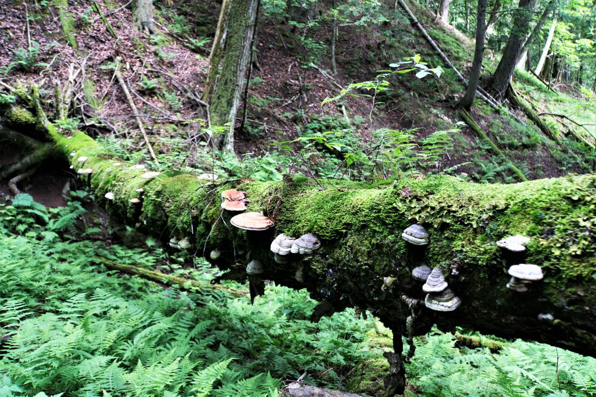 Tree with mushrooms growing on the side in forest