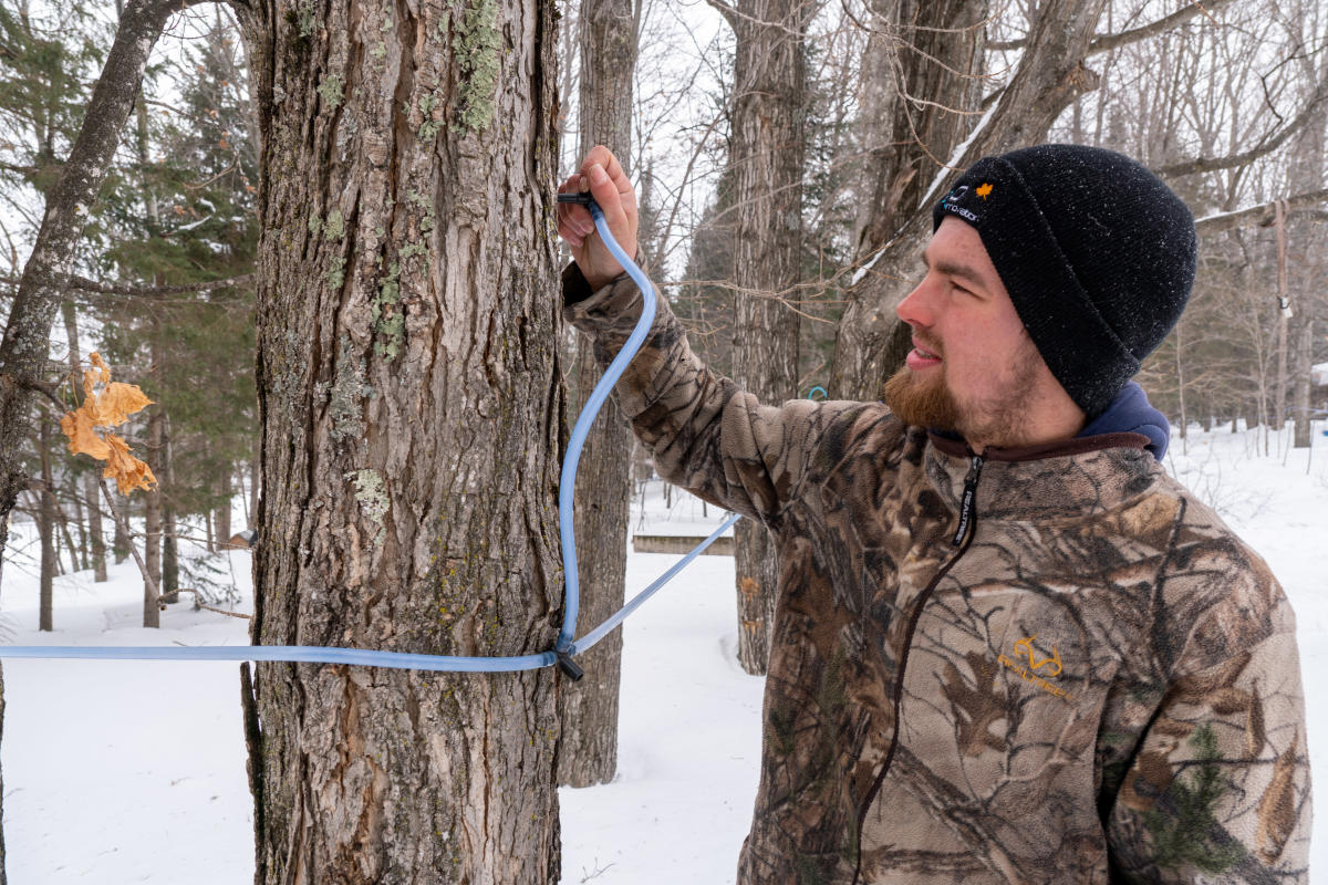 Man taps maple tree to collect sap.