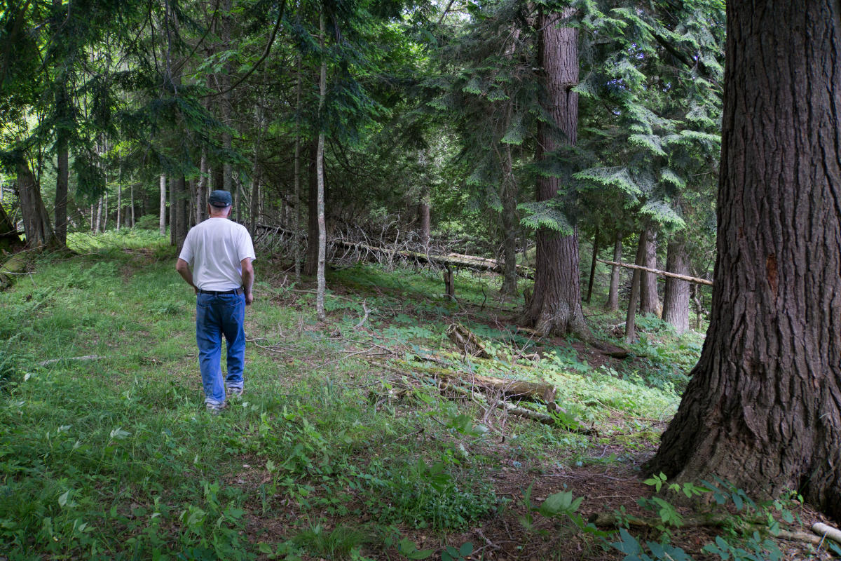 a person stands in an old growth forest
