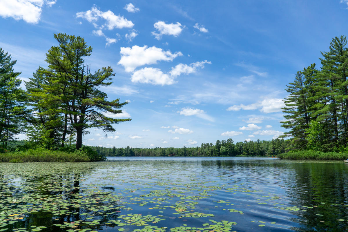 Sandy Lake with lily pads