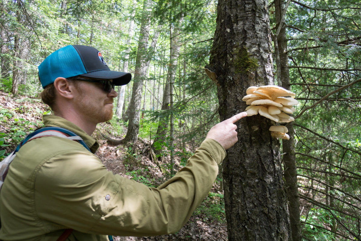 Man points at oyster mushrooms on tree.