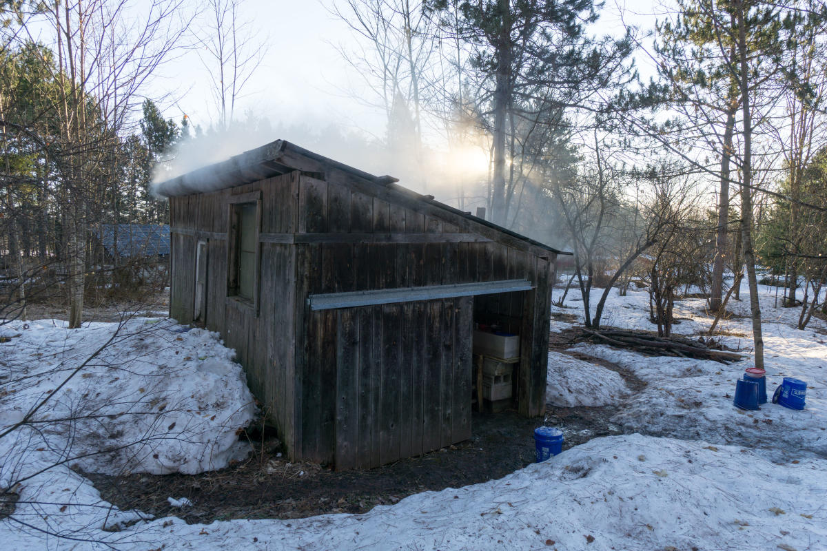 Sap is boiled in sugar shack. Steam can be seen rising from shack.
