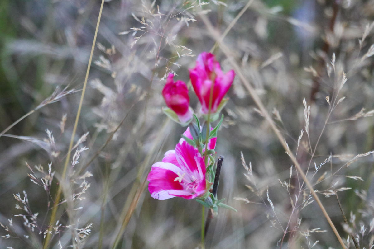 Wildflowers in Juanita Bay