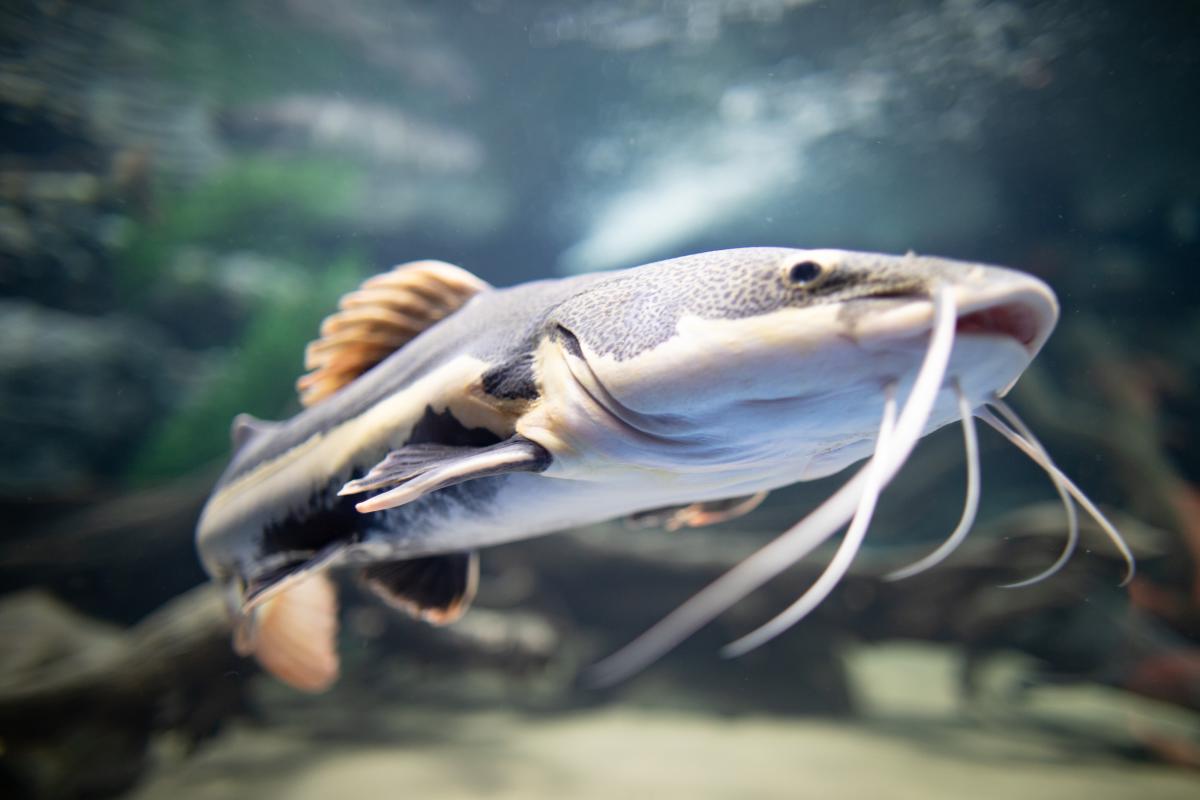 The Electric City Aquarium in Scranton, PA