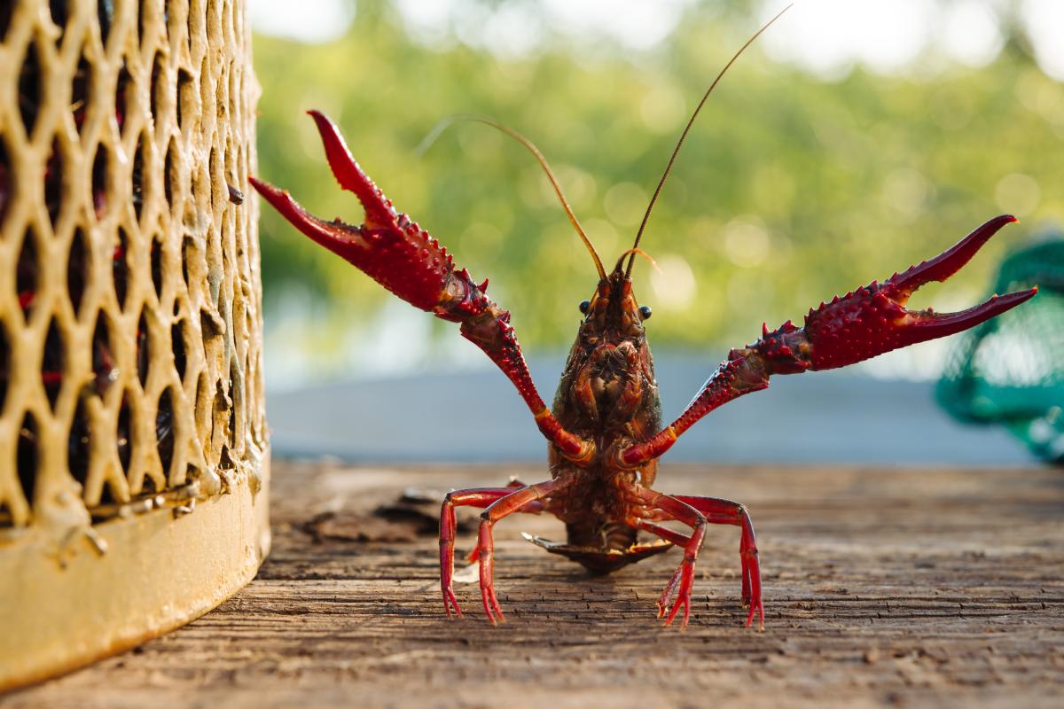 Crawfish with open arms