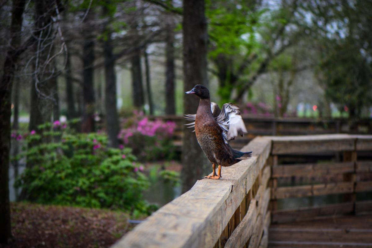Visitors Center - Duck