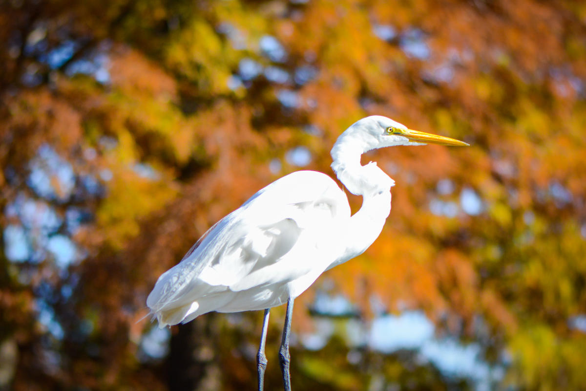 Birding