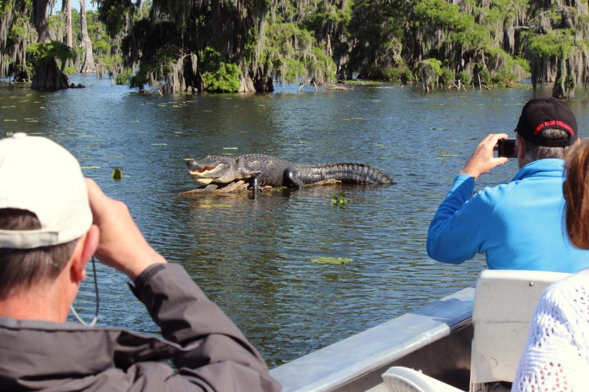 Cajun Country Swamp Tours