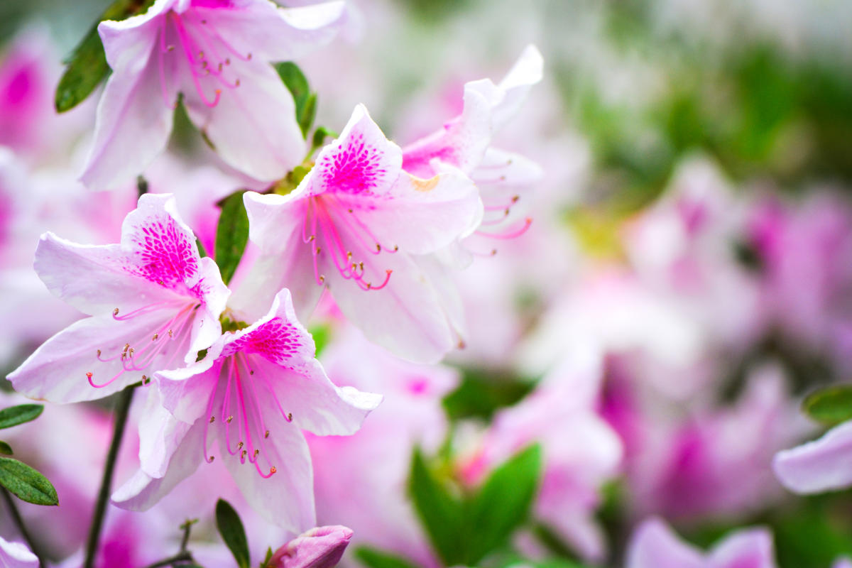 Colorful Azalea Flowers