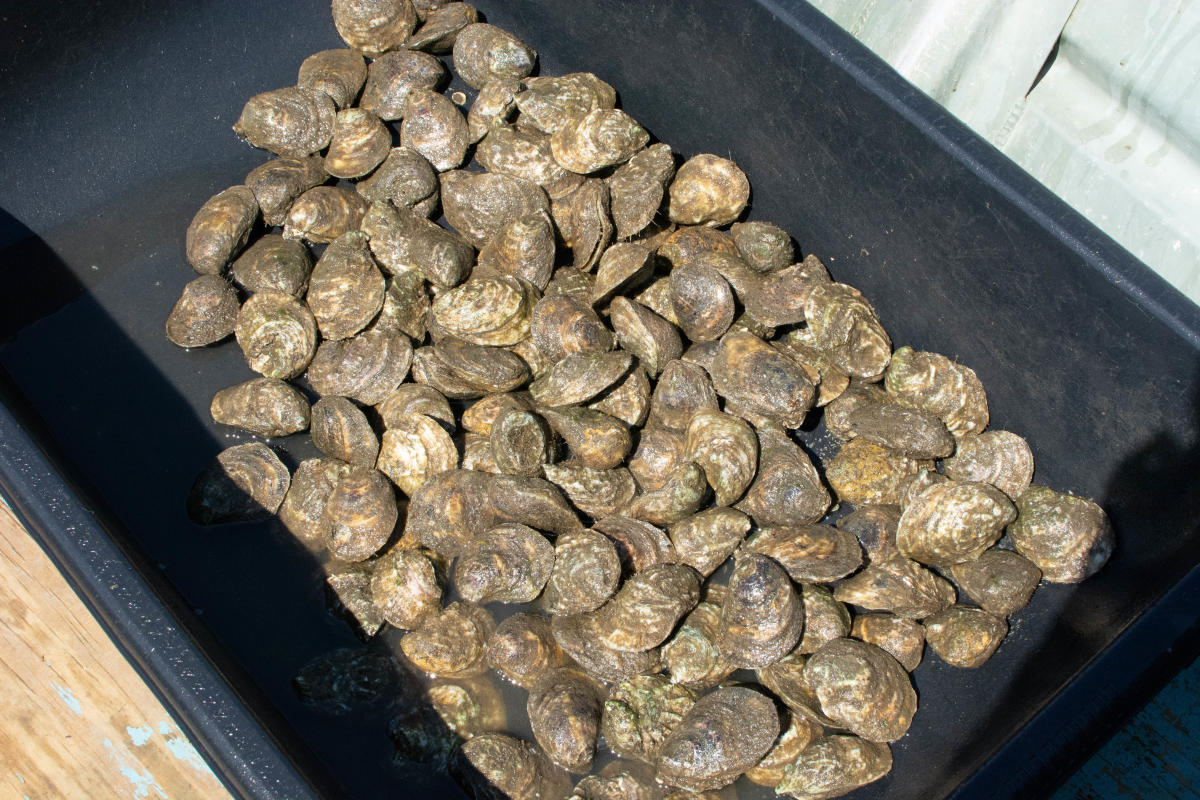 Barataria Beauties Oyster