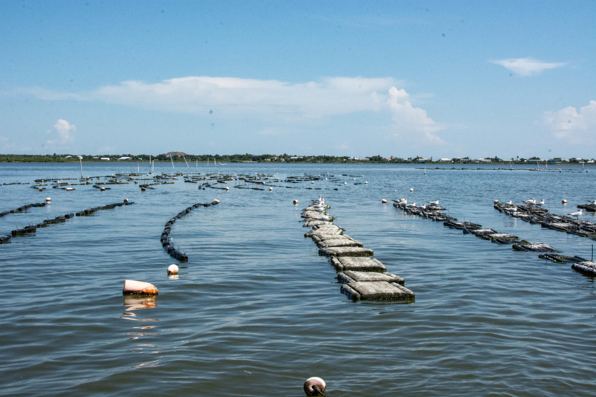 Barataria Beauties Oyster Farm