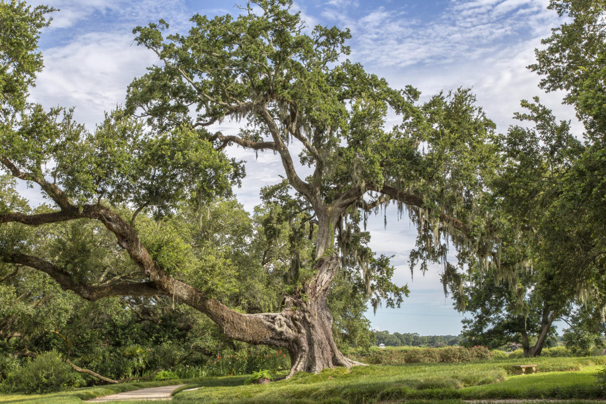 The Two Cleveland Oaks
