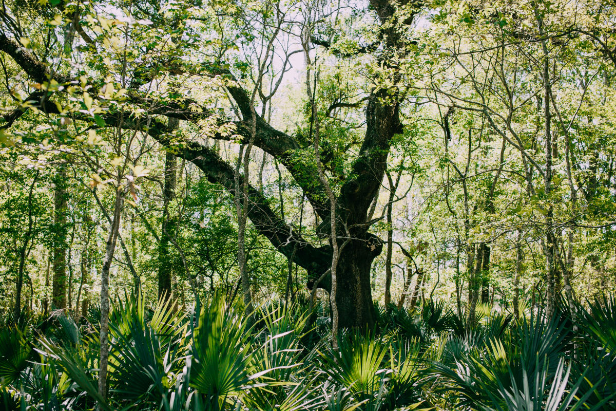 Bayou Vermilion Excursion: Tree Surrounded by Palmettos
