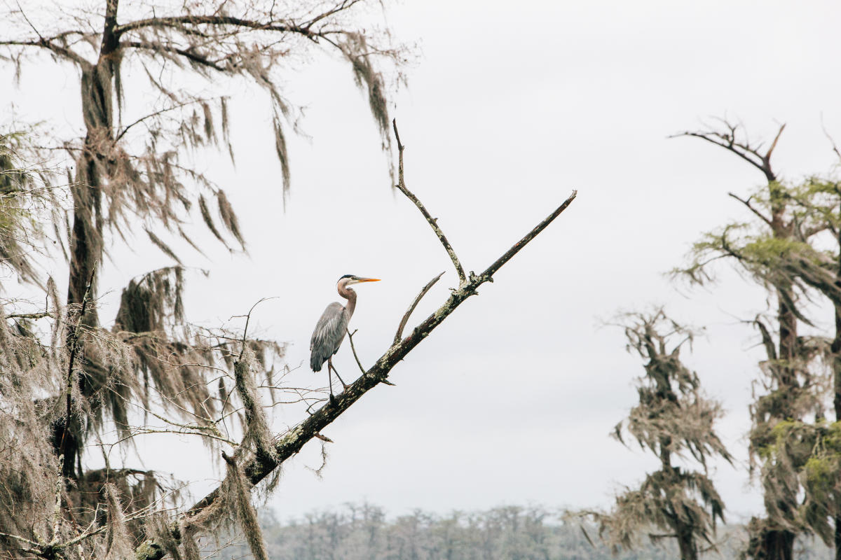 Herring on a Branch