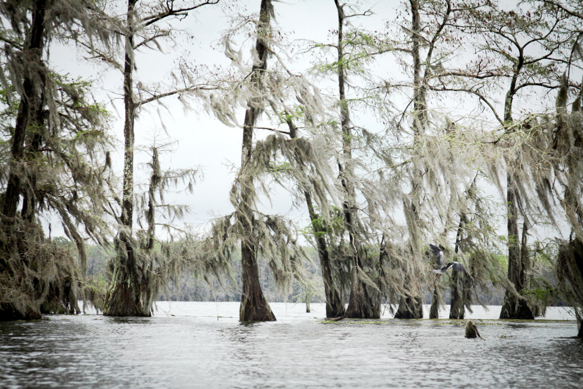 Bayou Vermilion Excursion