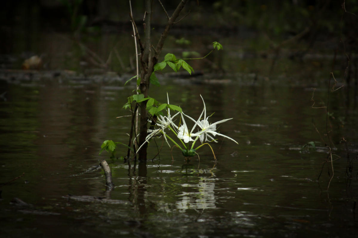 Bayou Vermilion Excursion