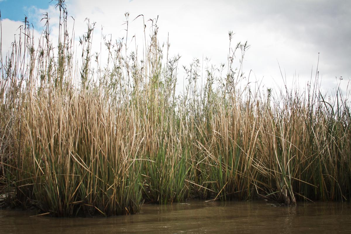 Bayou Vermilion Excursion