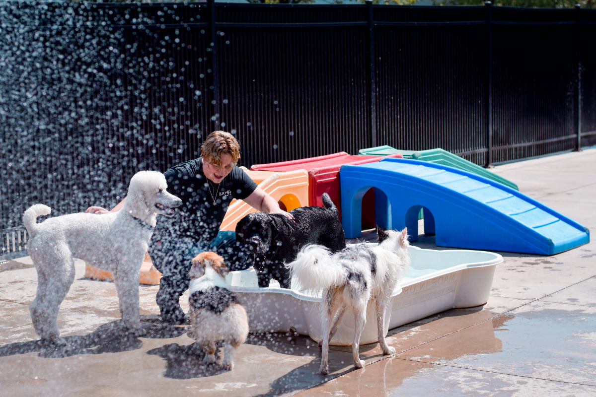 People playing at Lucky Dog Bark & Brew Daycare