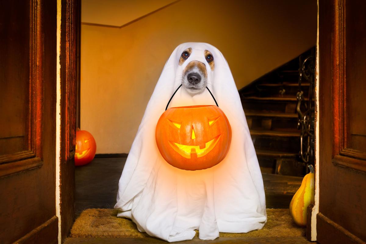 Halloween Dog via nypost.com