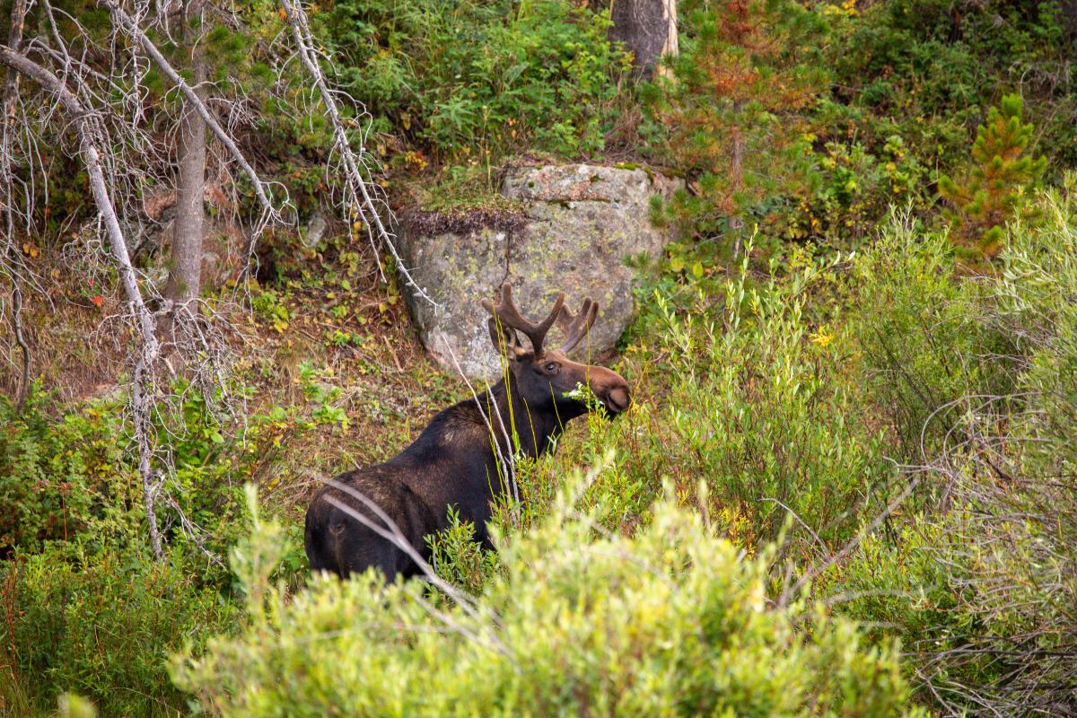 Moose in wetlands