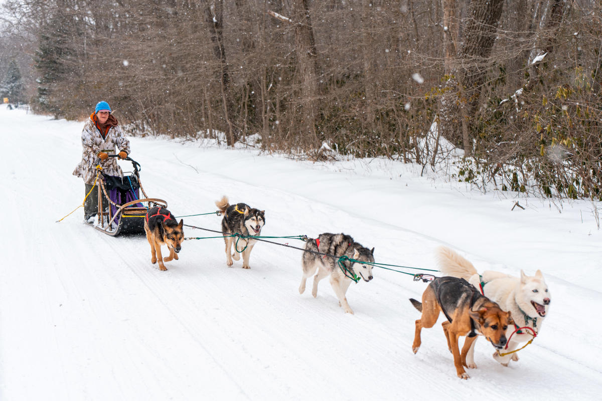 Dog Sledding at Laurel Mountain State Park – Rector, PA