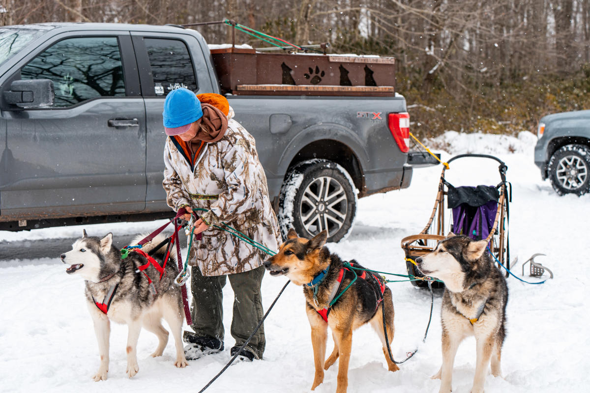 Carmen Rose says her dogs get excited as soon as she gets out the sled harness.