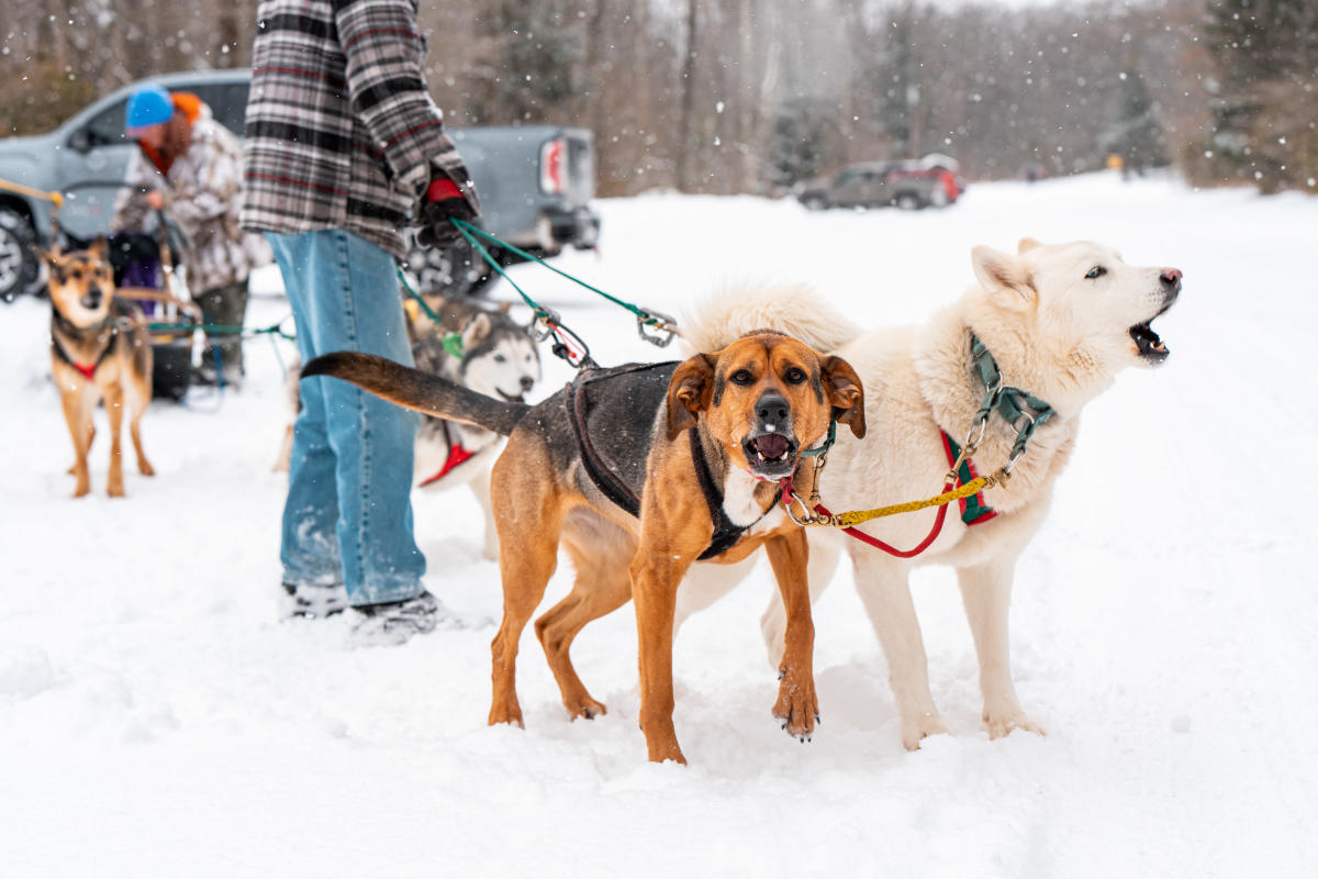 Carmen Rose brings her dogs to Forbes State Forest almost every day of the year.