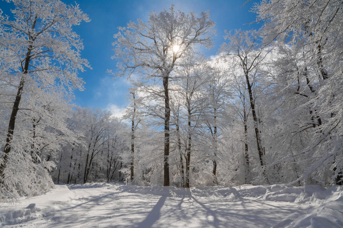 Forbes State Forest Winter