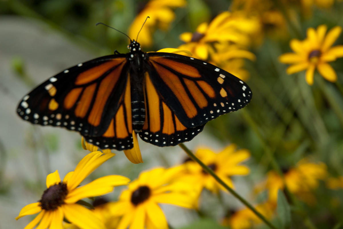 An adult monarch butterfly only lives for four to five weeks.