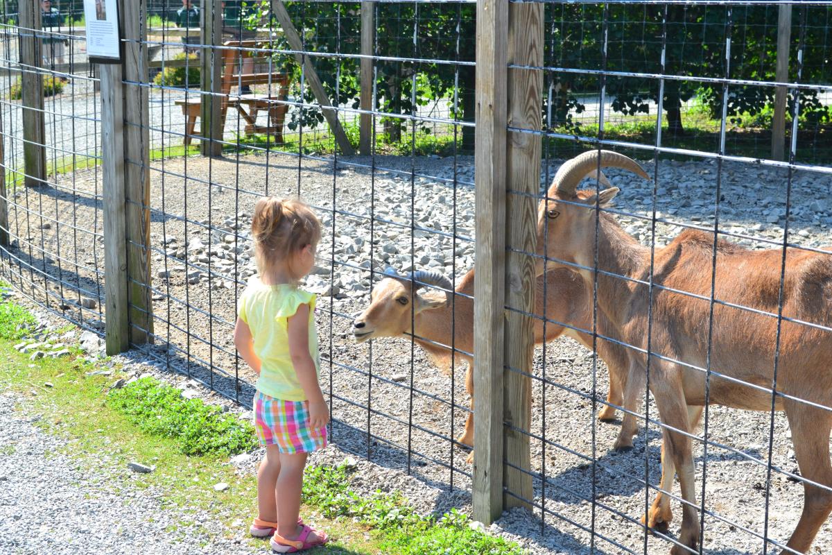 Living Treasures Animal Park offers a up-close, interactive, and educational experiences.