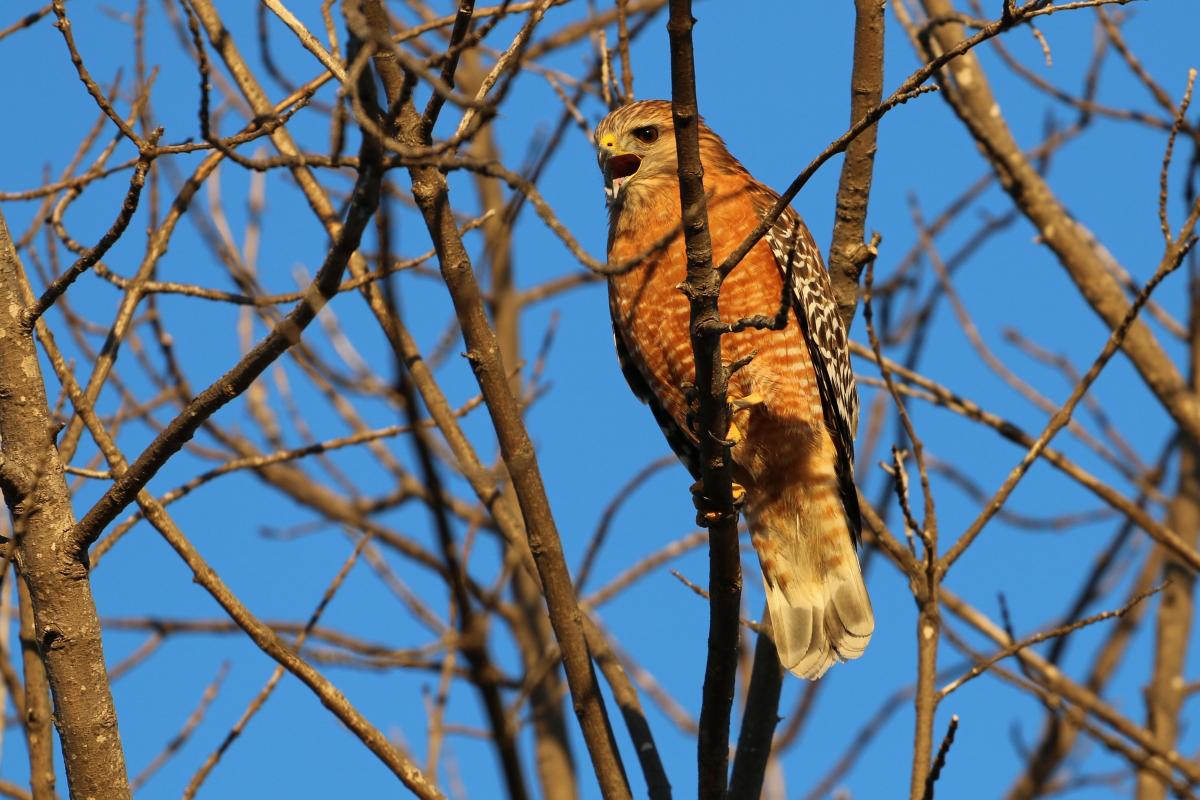 Red-shouldered Hawk by Jim McClellan/Audubon Photography Awards