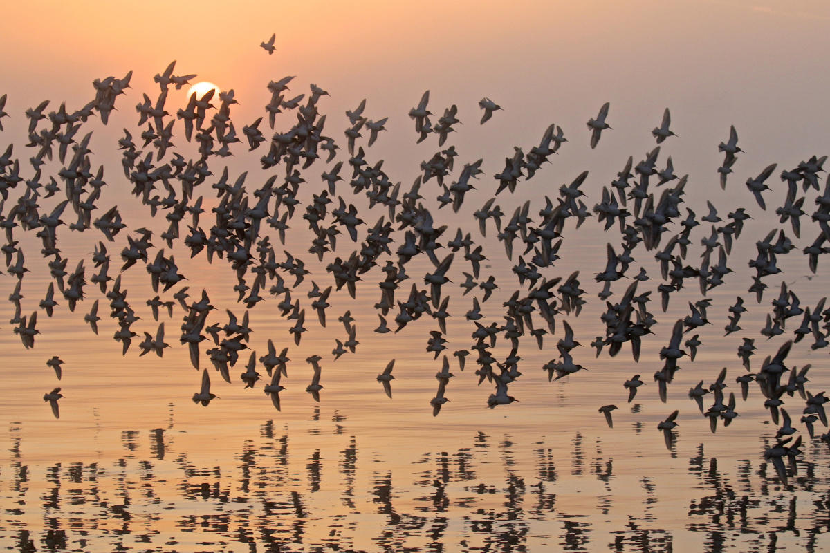 Karl Bardon/Audubon Photography Awards