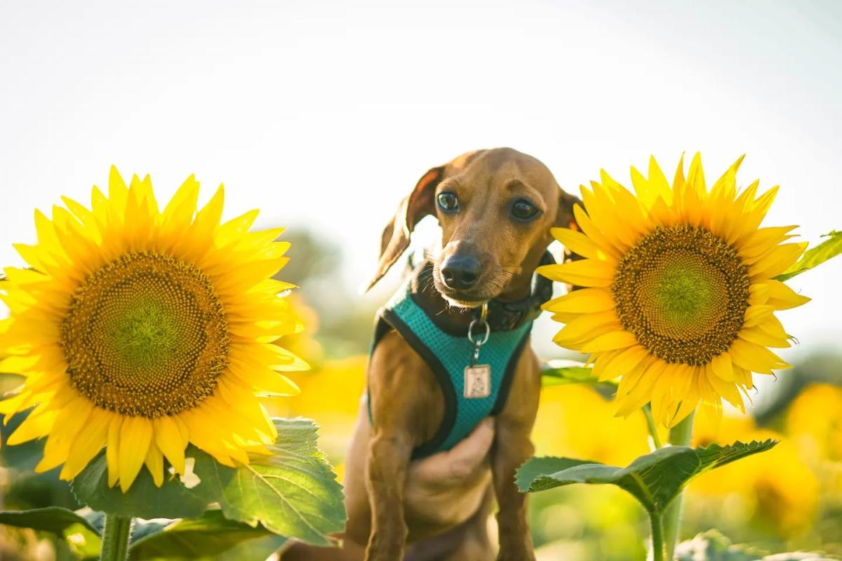 Olive at Grinter's Sunflower Farm. Photo credit: Fally Afani / Sunflower Publishing
