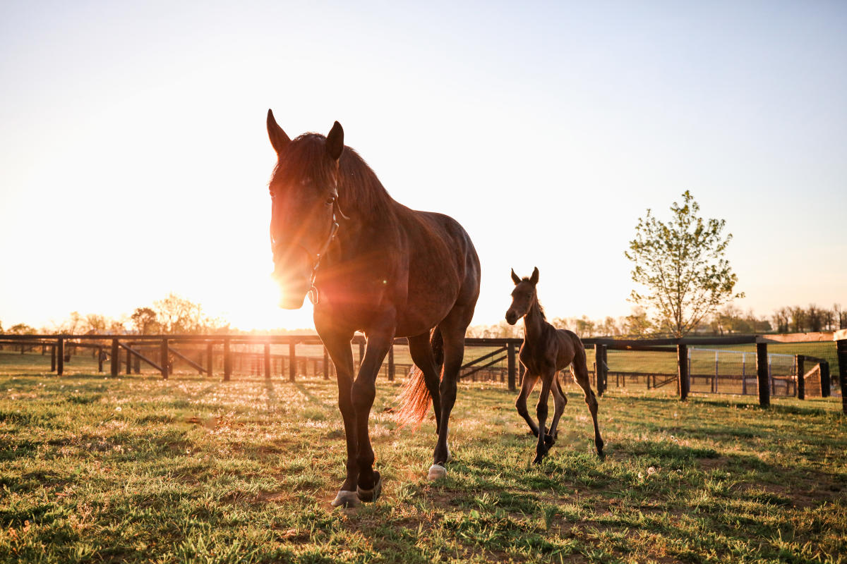 An adult horse and a foal walking in a filed while the sun is setting