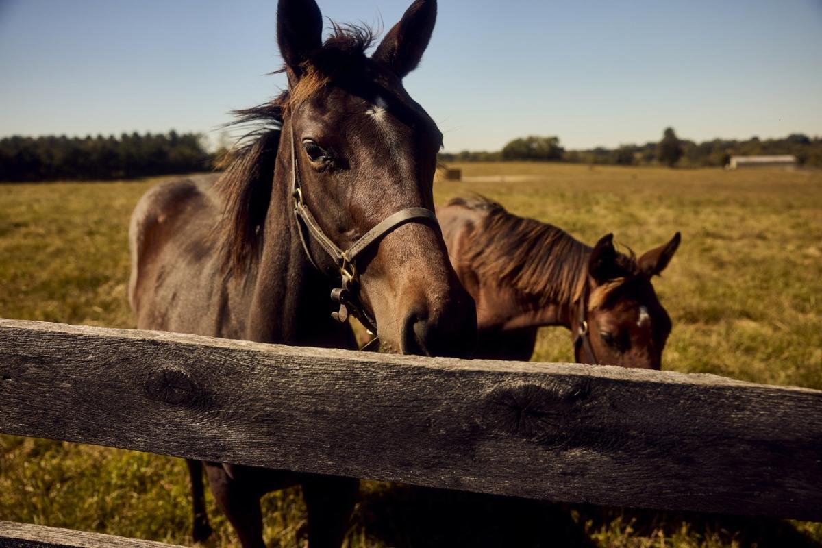 Mill Ridge Farm