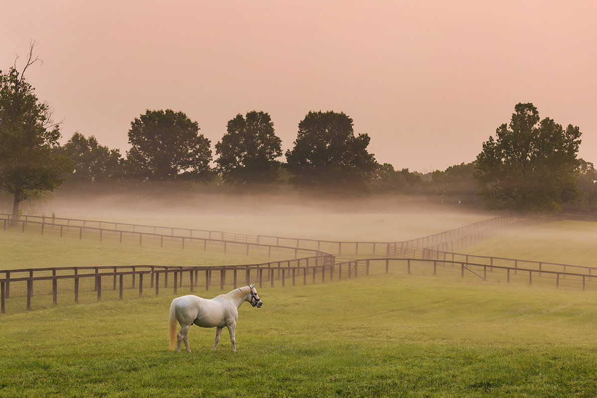 Horse at a Horse Farm. It is foggy and in the morning.
