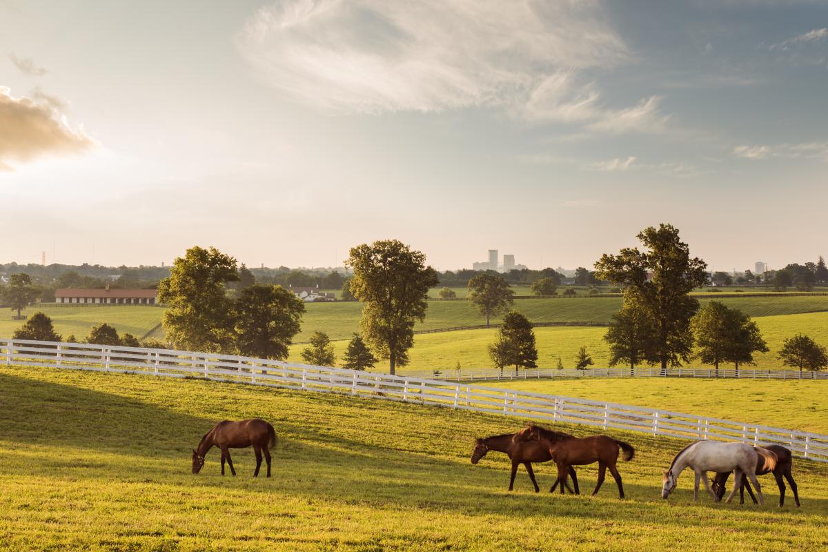 Breathtaking rolling hills and fence-lined pastures.