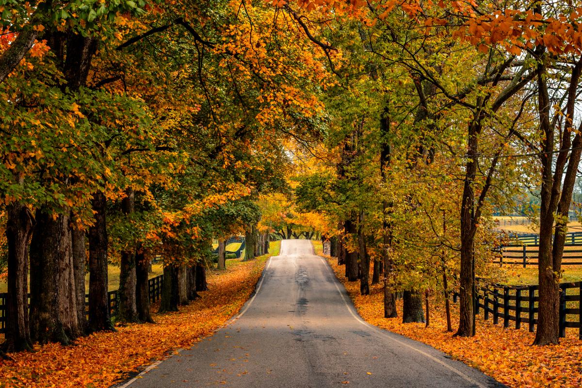 Fall season trees in orange tones.