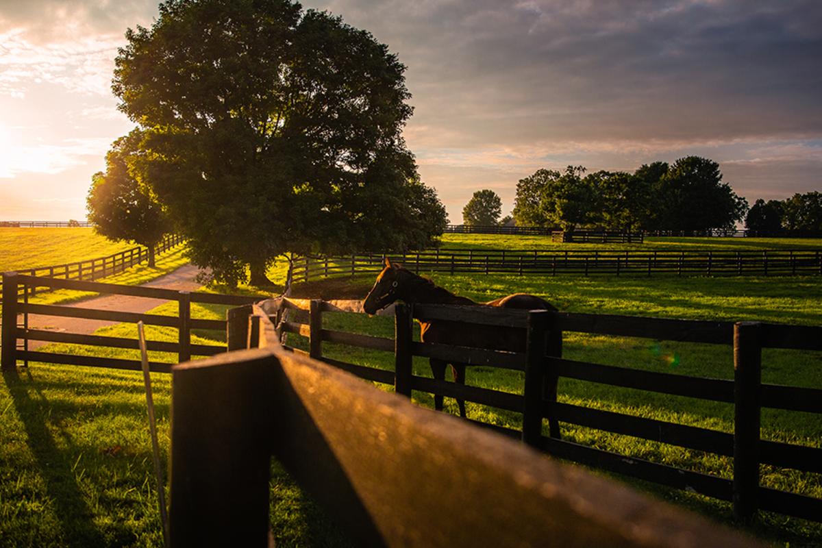 Horses