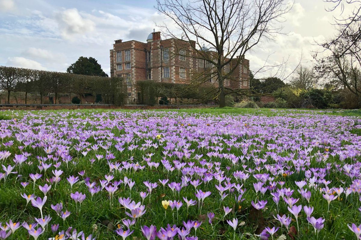 Swathes of spring crocuses on the Doddington Estate, with Doddington Hall in the background