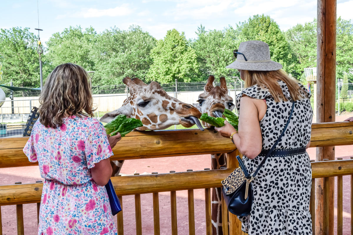 Two women feeding a giraffe