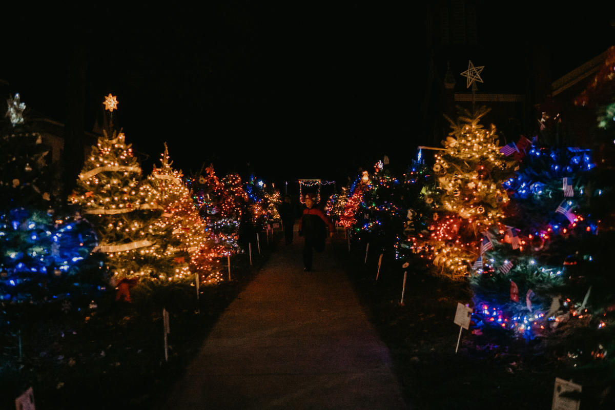 Dansville Trees Lights