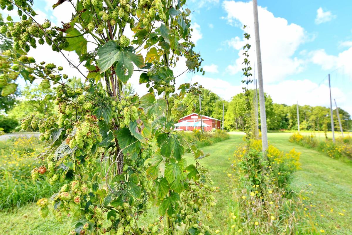 Hops growing on vine in field